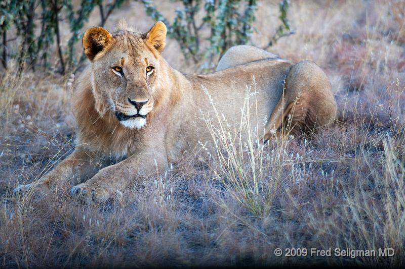 20090609_172057 D3 X1.jpg - Female lions weigh about 250-400 lbs; males 325-500 lbs